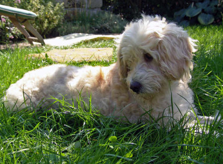 Wuschelhund Wuschelhund